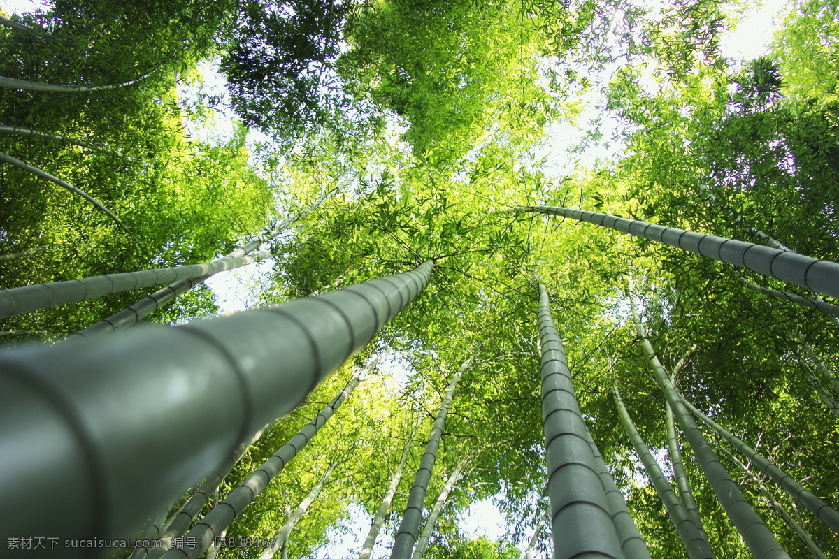仰望 竹林 风景 仰望竹林风景 竹子 竹子素材 竹子摄影 青竹 竹林背景 竹林摄影 竹子景色 花草树木 生物世界