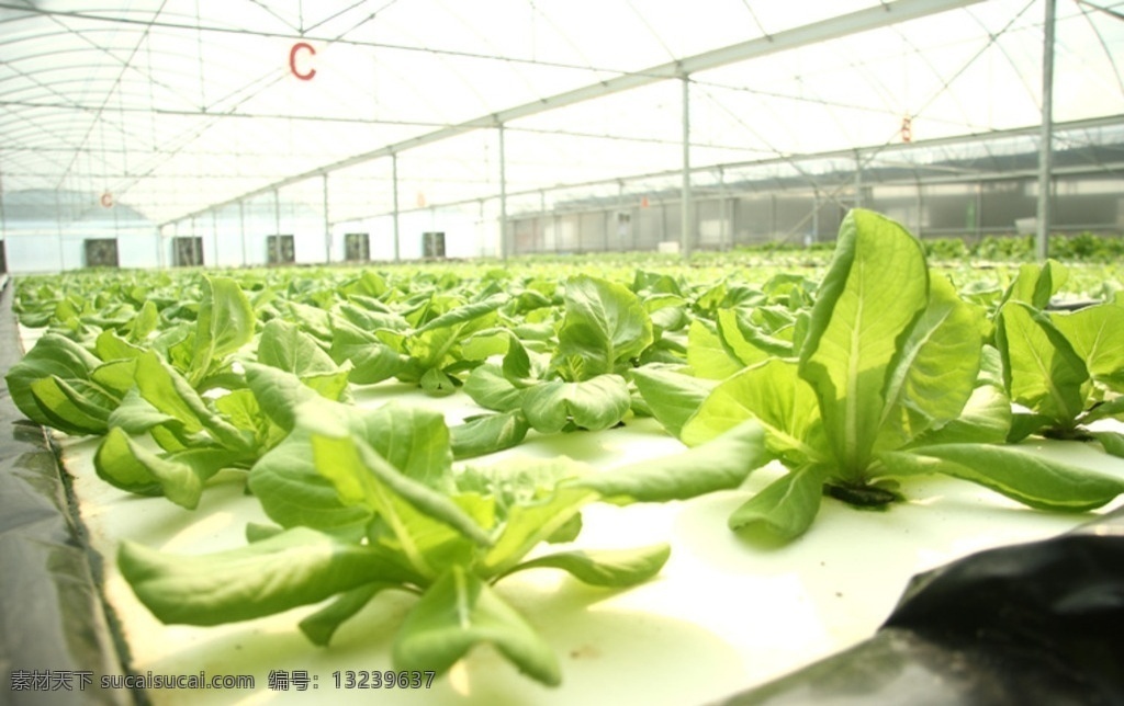 奶油生菜中苗 大棚 水耕种植 沙拉菜 水培 绿色食品 生物世界 蔬菜
