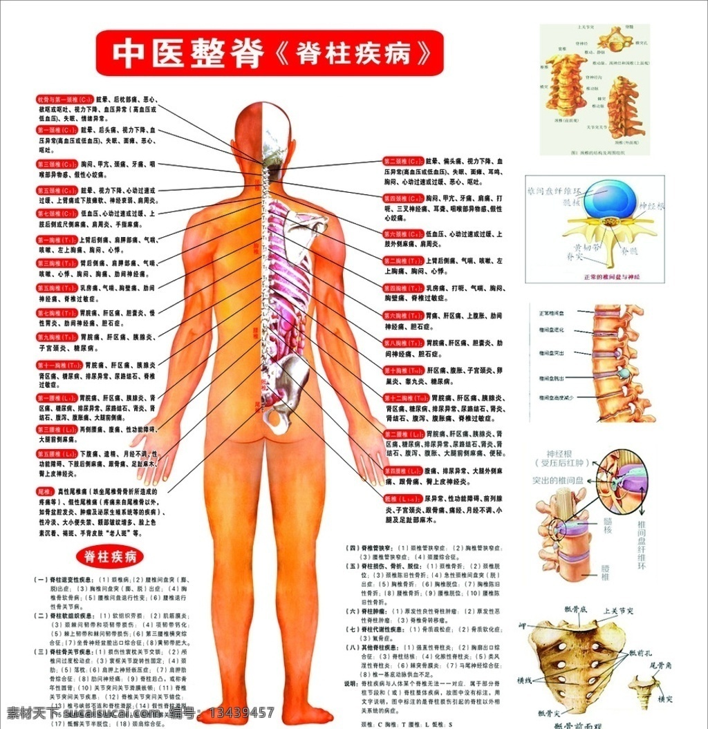 脊柱图 脊柱广告 脊柱 中医脊柱 人体脊柱 人体