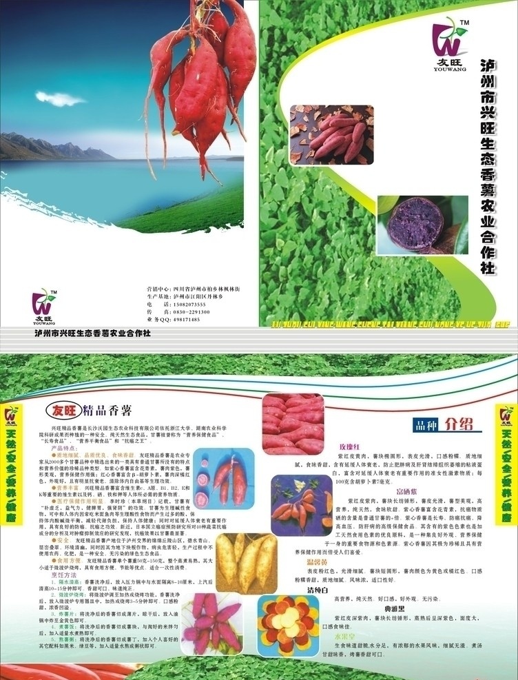 香薯 友旺红薯 绿色 有机 营养 抗癌 画册设计 矢量