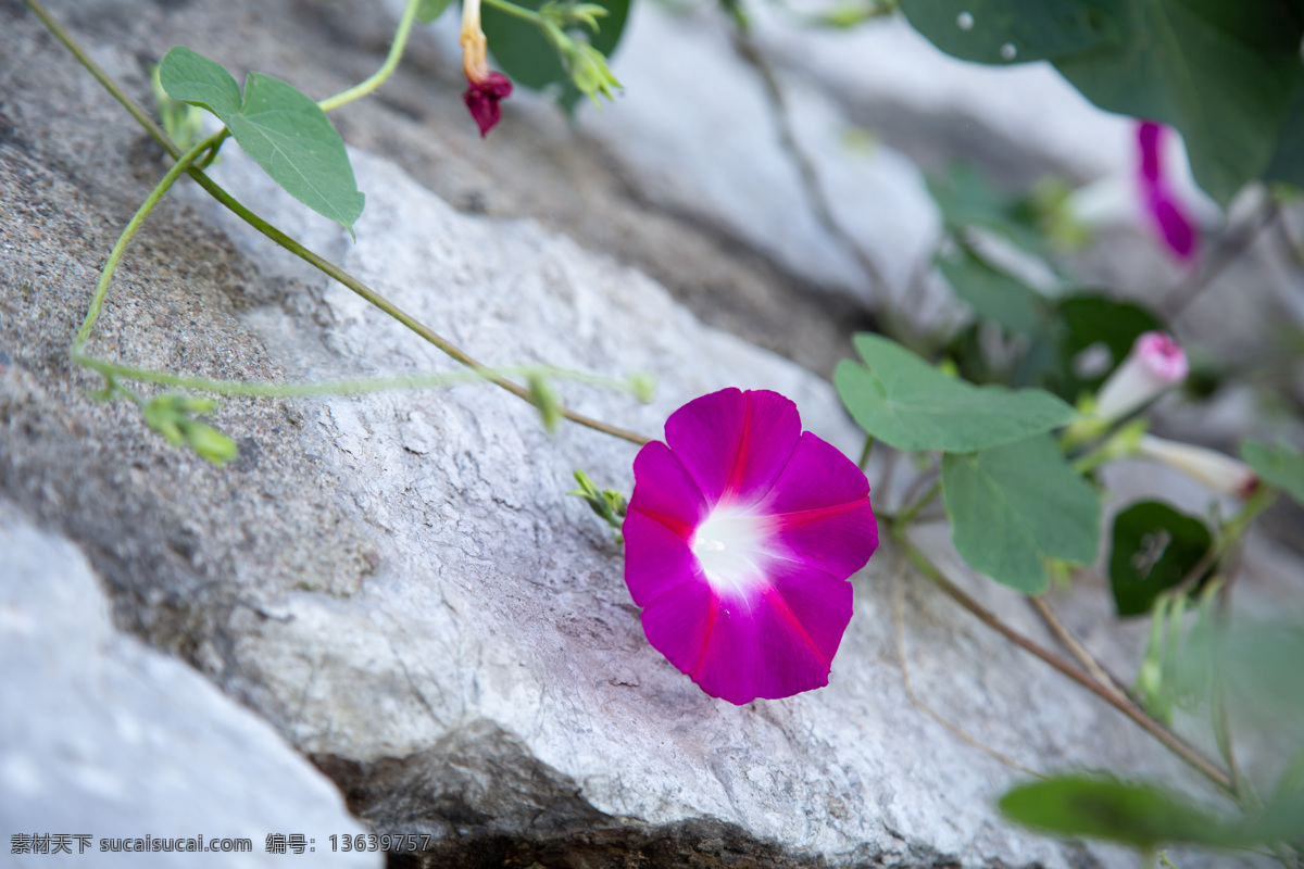 花 花卉 植物 自然 园艺 绿色 花瓣 装饰 园林 户外 矮牵牛花 紫色花 生物世界 花草