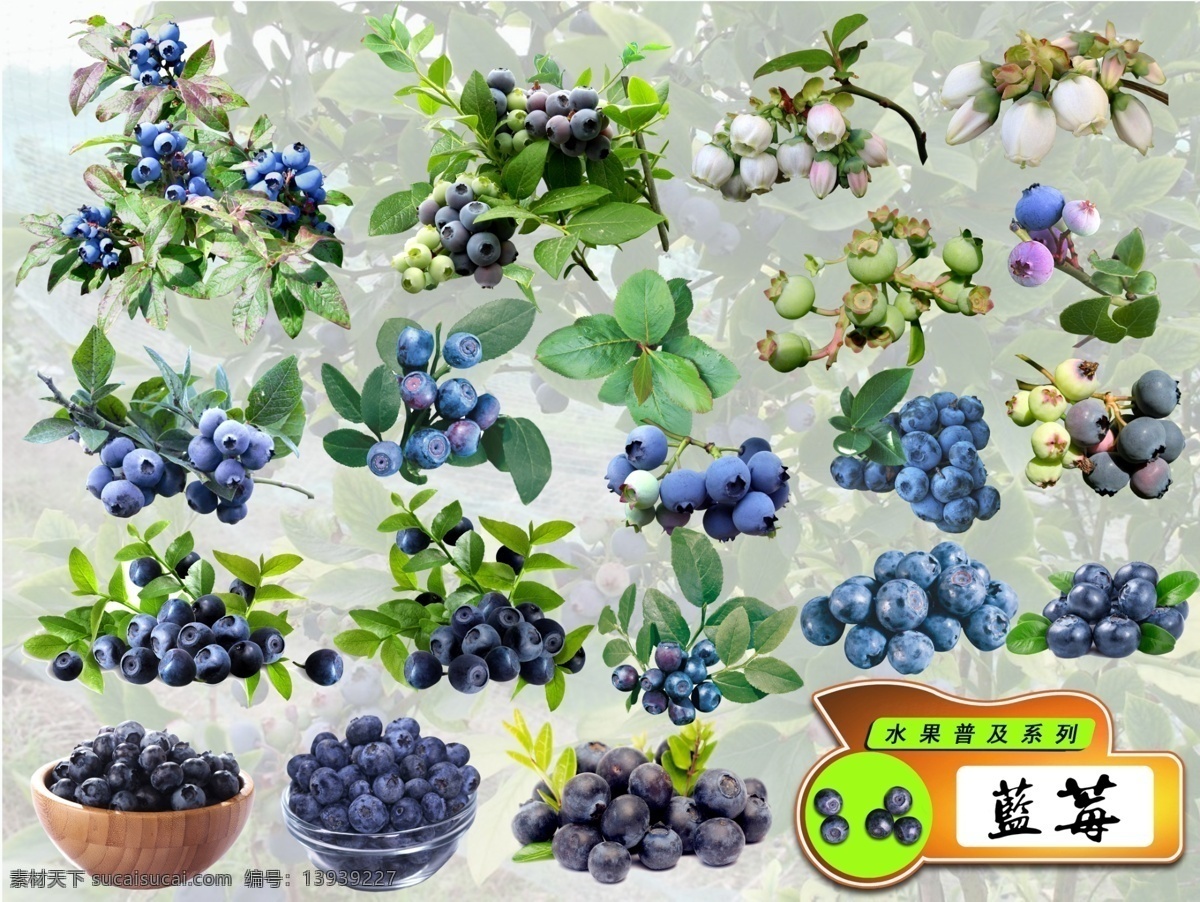 水果 普及 系列 蓝莓 分层 水果系列 蓝梅 水果普及 生物世界