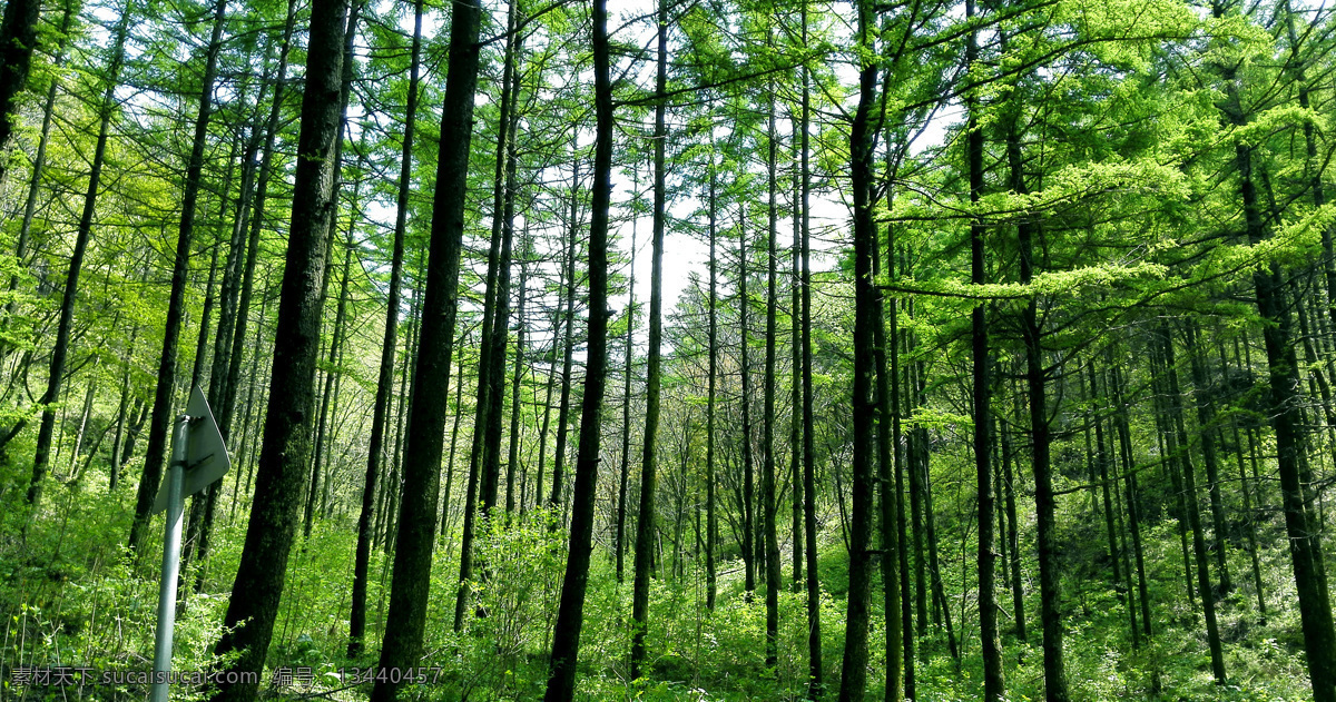 树木 走廊 植物 树叶 树林 绿色 小草 花草 原创 摄影图片 自然景观 自然风景