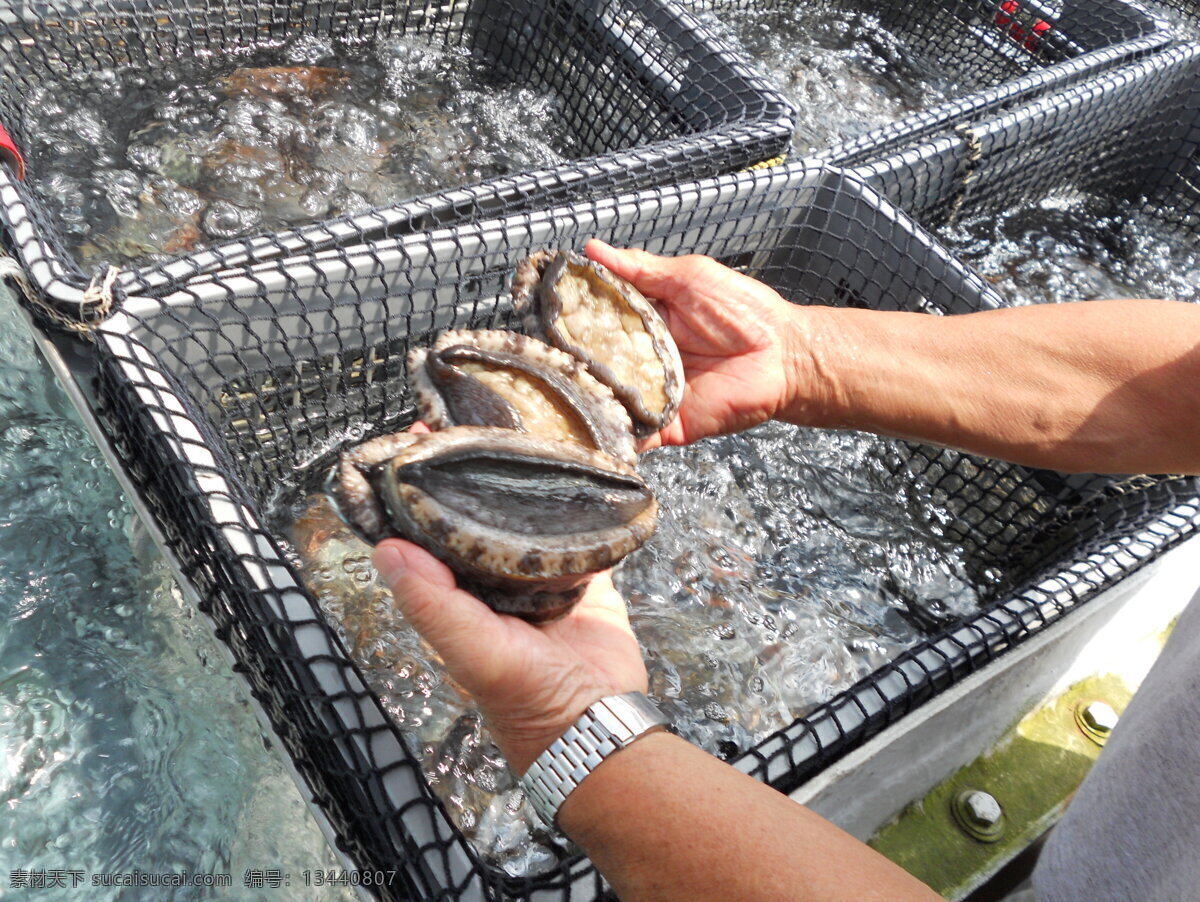 鲍鱼海鲜水产 鲍鱼 海鲜 水产品 捕捞 鲍鱼饲养 生物特写 餐饮美食 食物原料