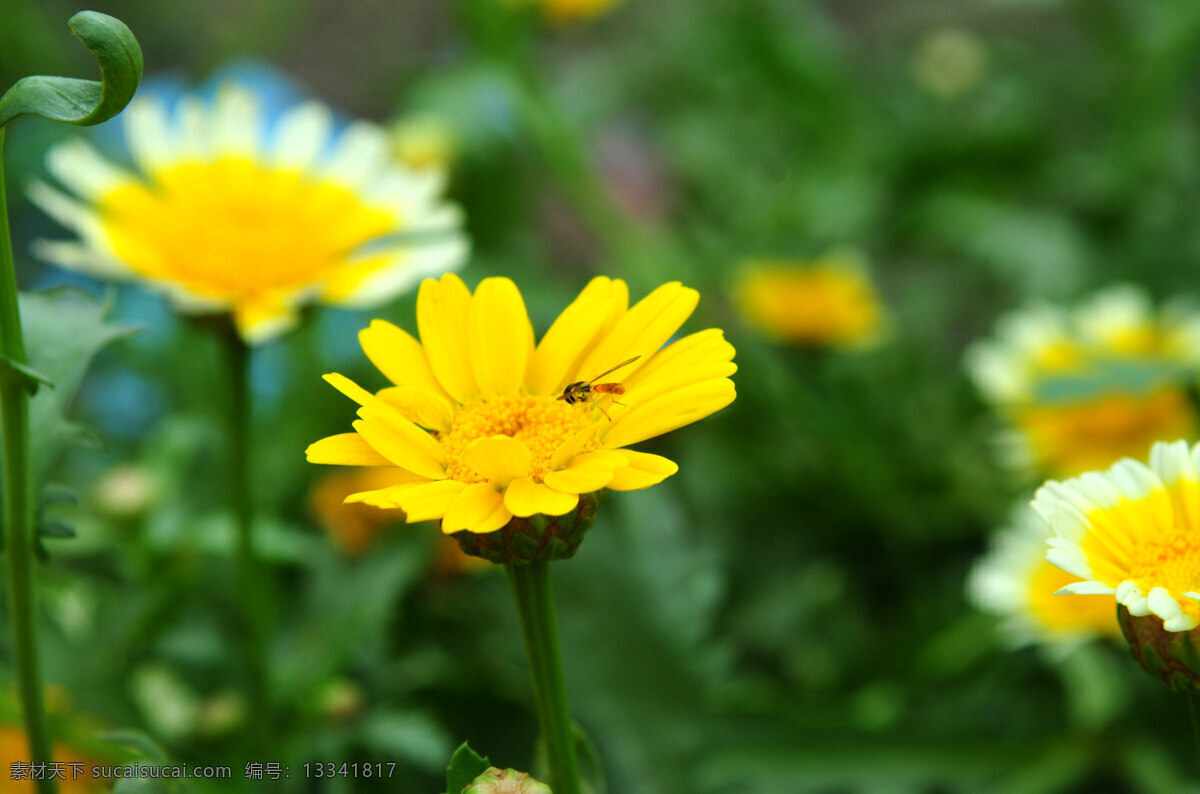 蜜蜂 花 黄花 昆虫 生物世界 蜜蜂和花