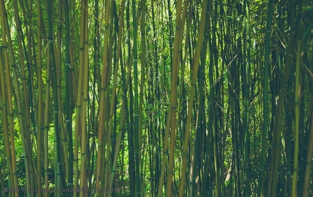 竹子图片 毛竹子 毛竹海 毛竹枝 毛竹叶 毛竹叶子 毛竹树枝 毛竹枝叶 毛竹干 毛竹竿 阳光竹子 毛竹背景 竹海 山水 风景竹子素材 竹子特写 高清竹子 高清竹叶 高清竹林 卡通竹子 手绘卡通 竹林 幽静 石阶 登山 徒步 绿色 翠竹 竹 竹节 楠竹 毛竹 南竹 江南竹 茅竹 竹子 园艺 绿植 竹子竹林 生物世界 树木树叶