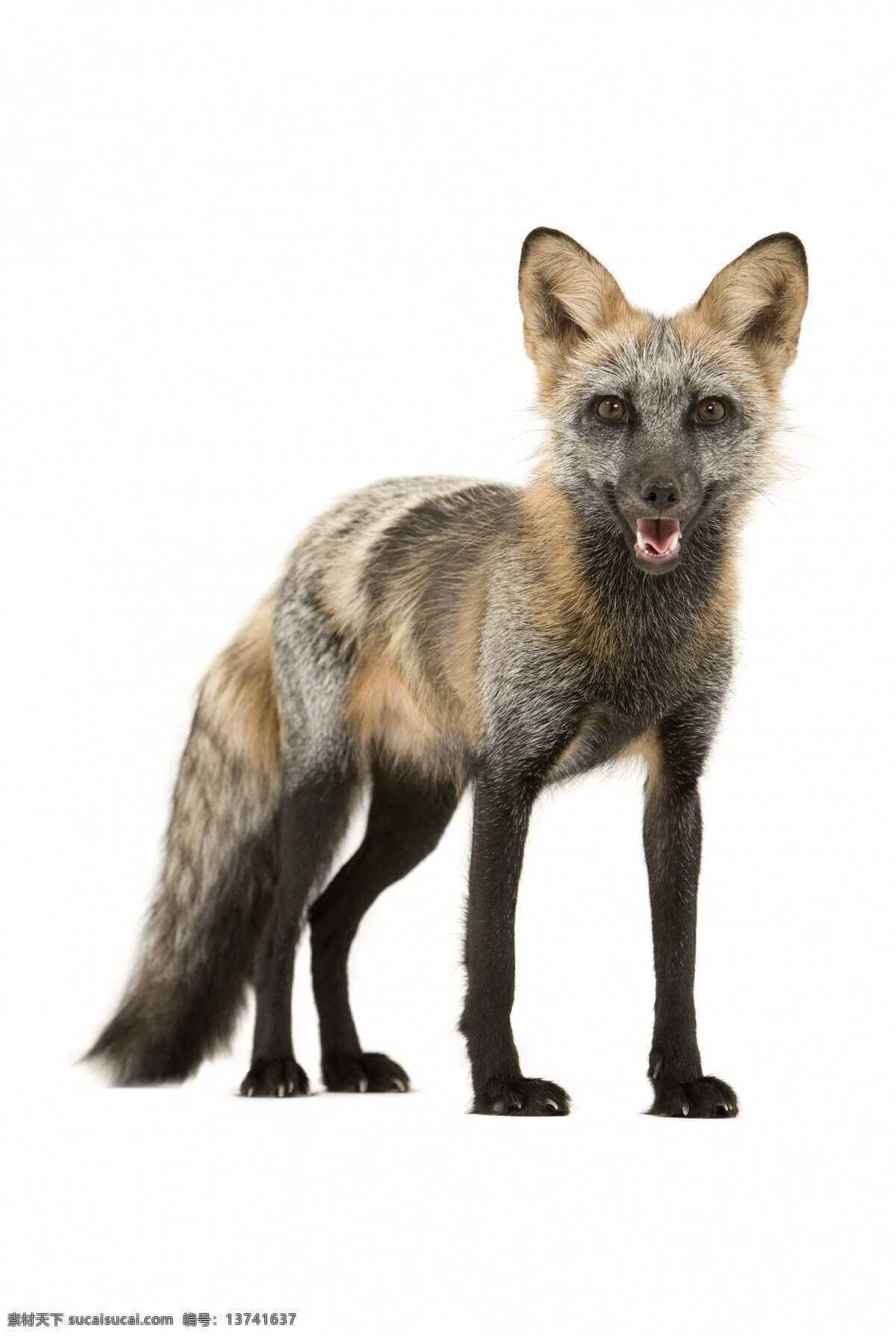 狐狸 野生 动物 保护动物 野生动物 哺乳动物