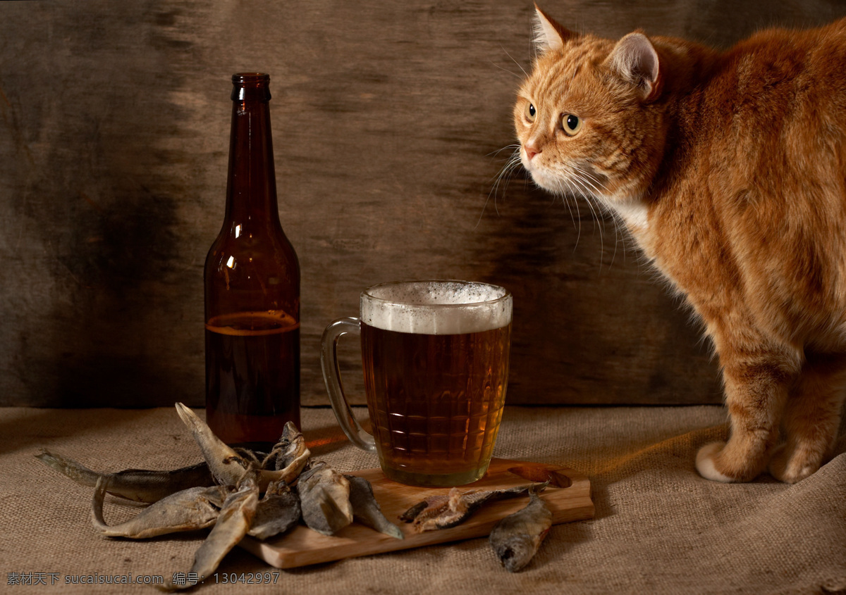 偷啤酒的小猫 可爱的猫 猫咪 小猫 酒瓶 酒杯 麻布 宠物 动物世界 动物摄影 陆地动物 生物世界 黑色