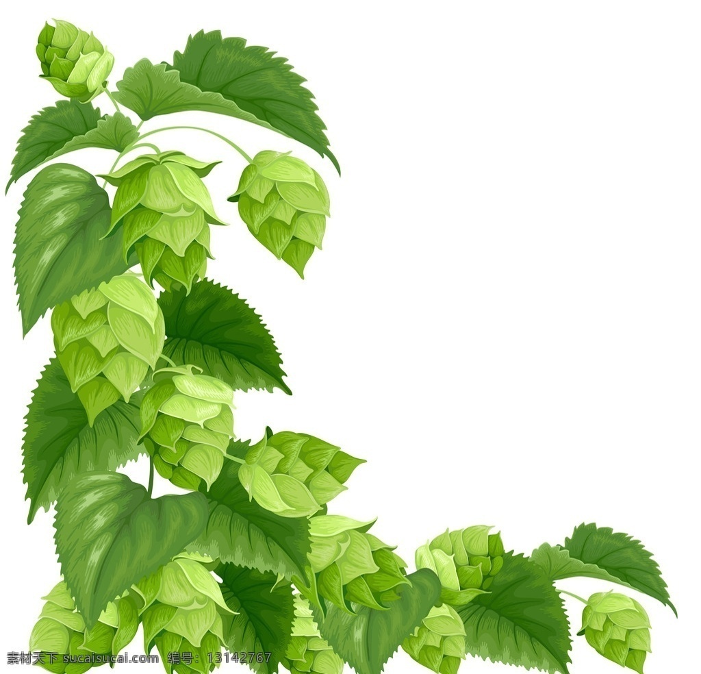啤酒花 绿色 植物 花 啤酒 花草 生物世界