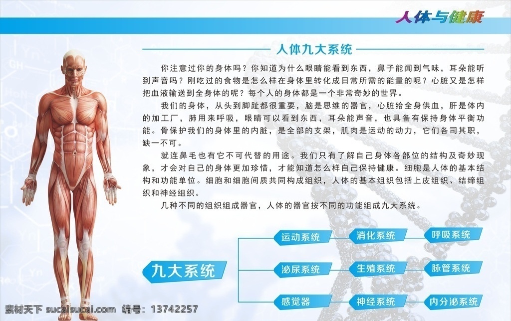 人体九大系统 人体与健康 九大系统 展板 肌肉 肌体 运动系统 消化系统 呼吸系统 泌尿系统 生殖系统 脉管系统 感觉器 神经系统 内分泌系统 生物 器官 生化