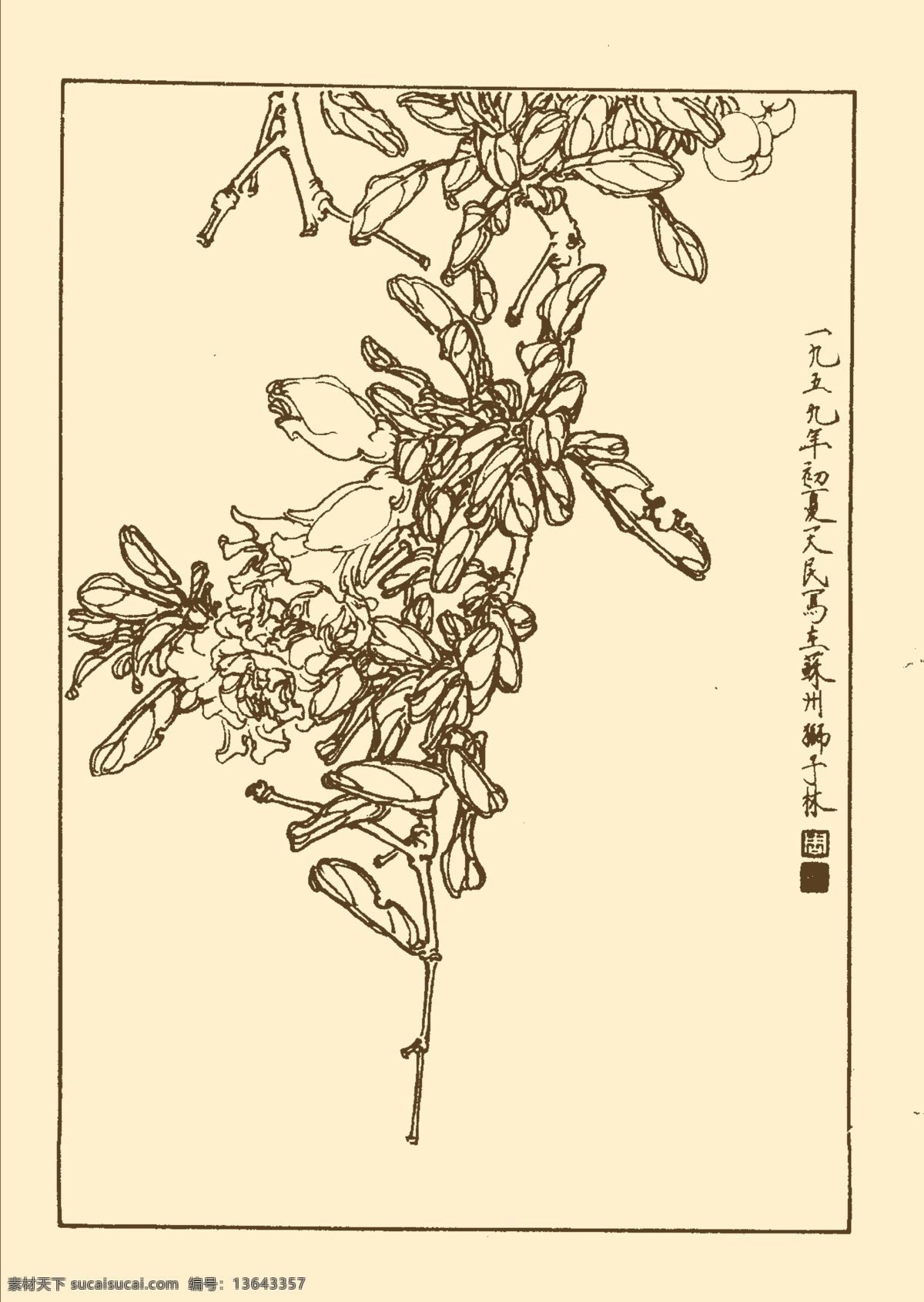 石榴 白描 花卉 花草 植物 国画 中国画 线画 线稿 花卉白描 分层 源文件