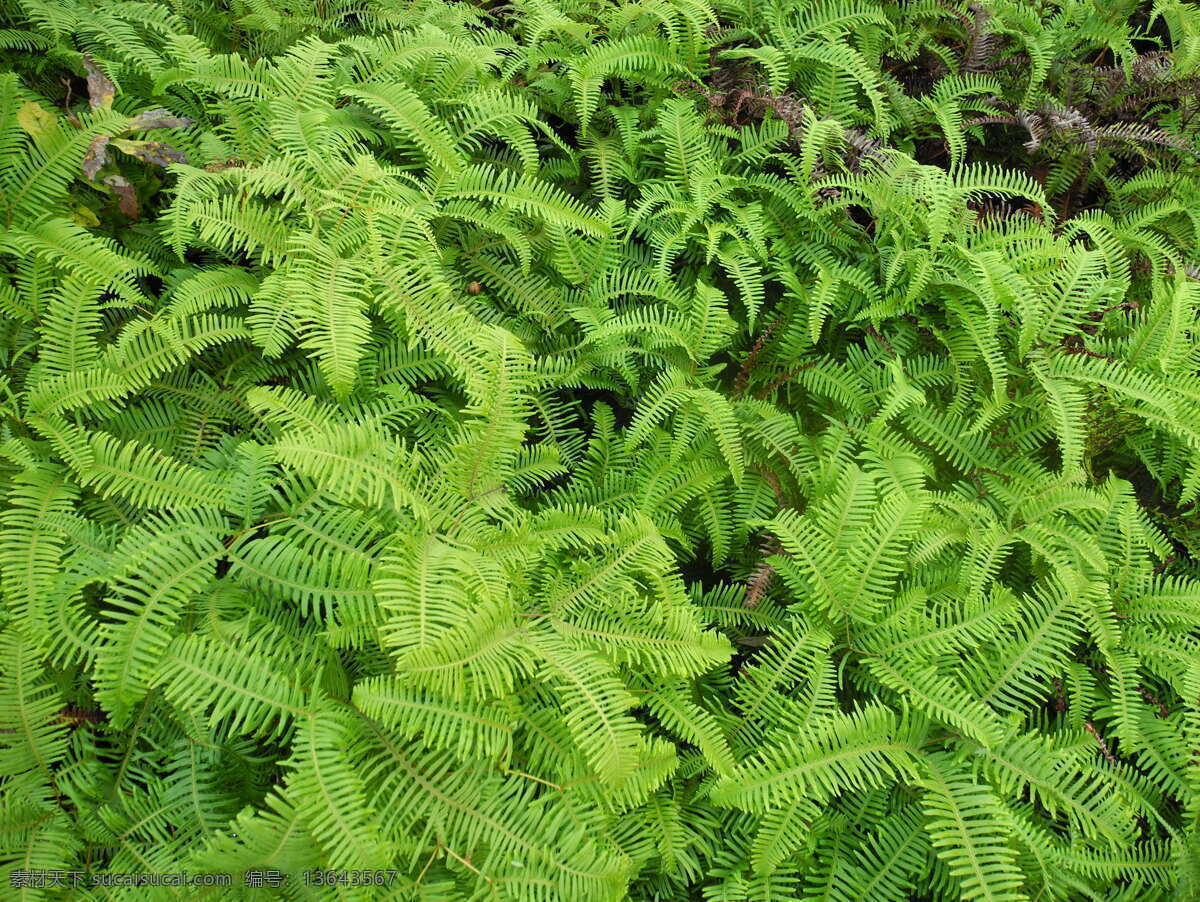山蕨 蕨类 植物 绿叶 绿色 生物图片 密集 细叶 花草 生物世界