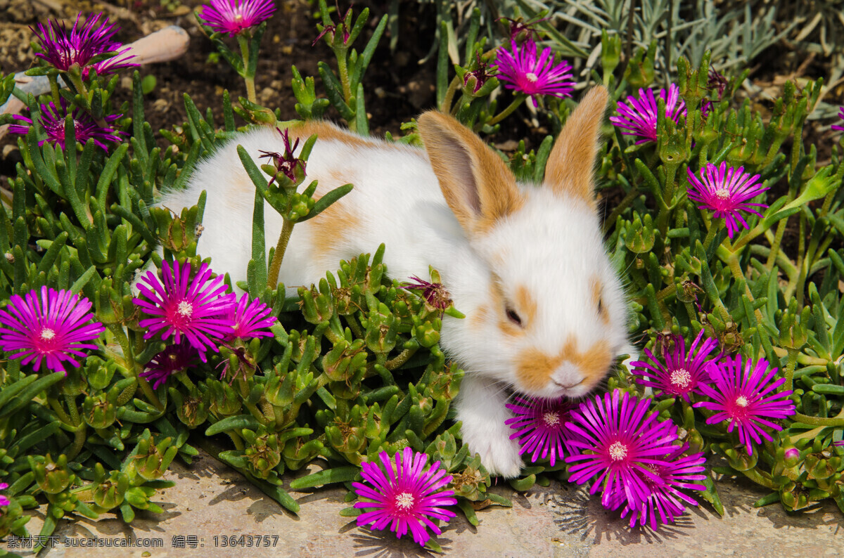 长耳朵 兔子跳 动物世界 动物 动物素材 野生动物摄影 生物世界 野生动物