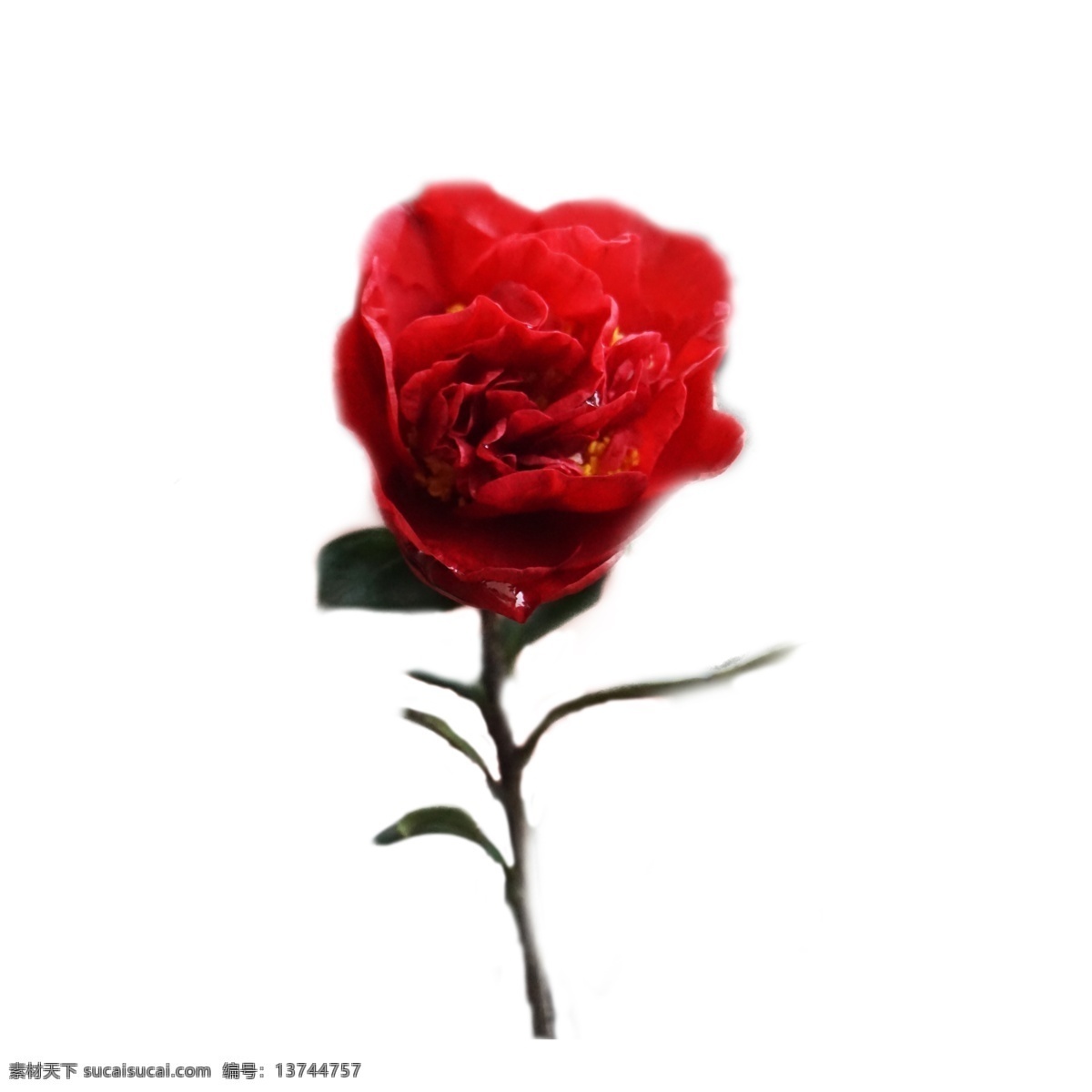 情人节 爱情 红色 玫瑰花 花朵 花卉 红玫瑰 玫瑰 好看 美丽 漂亮 自然 植物 绿叶子 红绿搭配