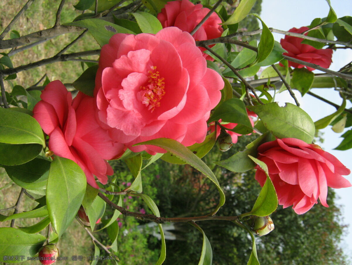 茶花 春天 粉色 红色 花草 景色 绿色 美丽 鲜艳 气息 艳丽 唯美 生物世界