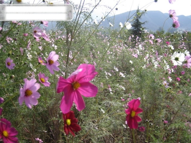 非 主流 风景图片 风景图片下载 美丽 秋色 摄影图库 野花 自然景观 花风景图片 风景 生活 旅游餐饮