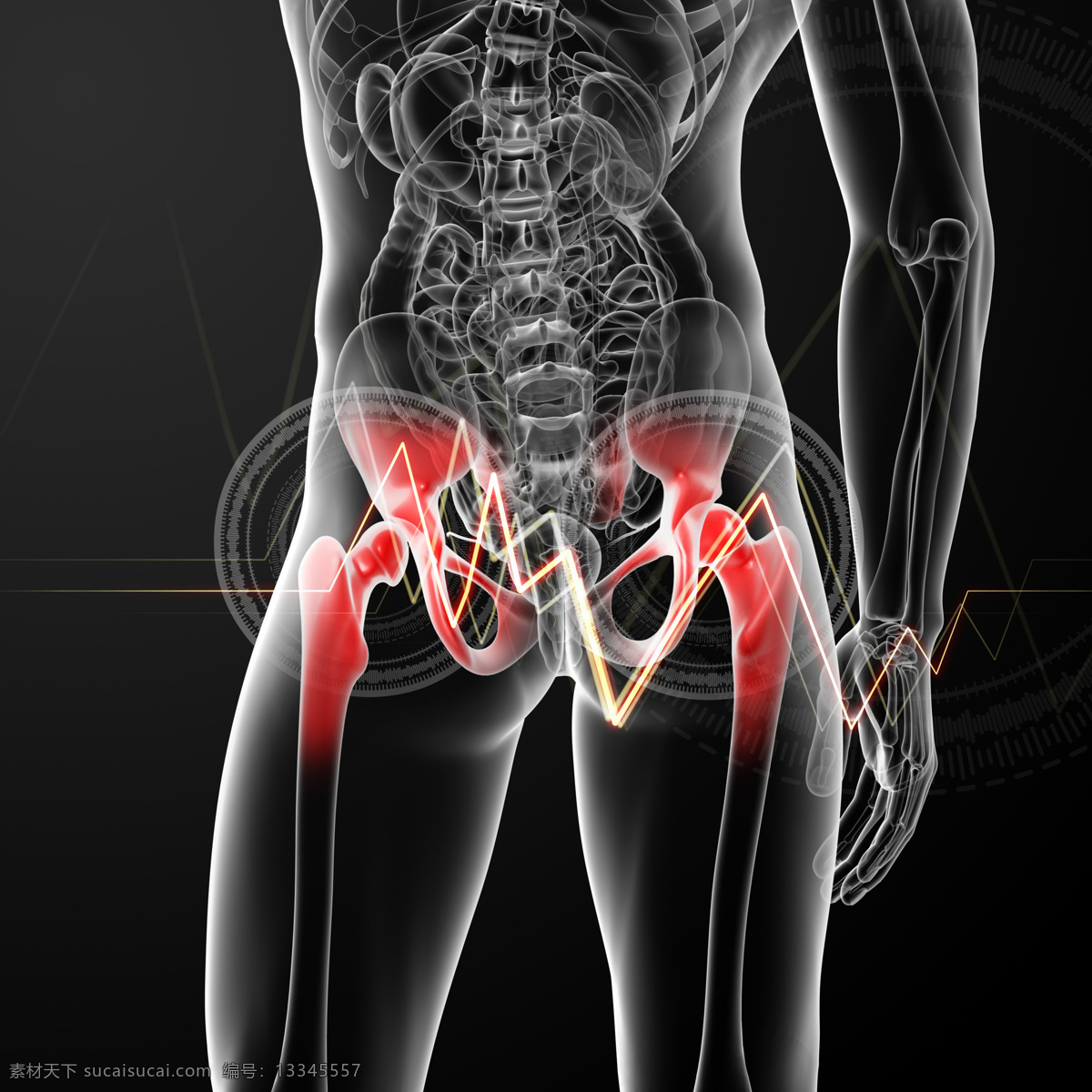 盆 骨 肌肉 骨骼 结构 盆骨 人体结构 人体骨骼 人体肌肉 人体标本 人体构造 医学标本 科学研究 现代科技