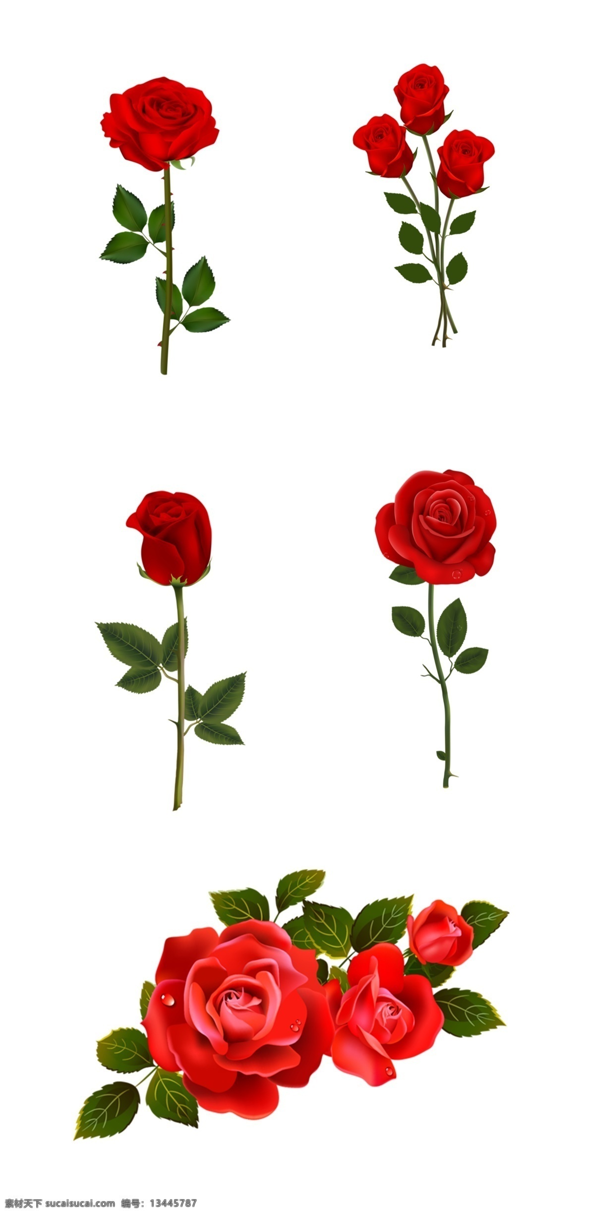 红色 玫瑰花 红色玫瑰花 情人节 浪漫 520 花朵 玫瑰花素材 透明背景图片 免扣图片 免扣素材 爱情 分层
