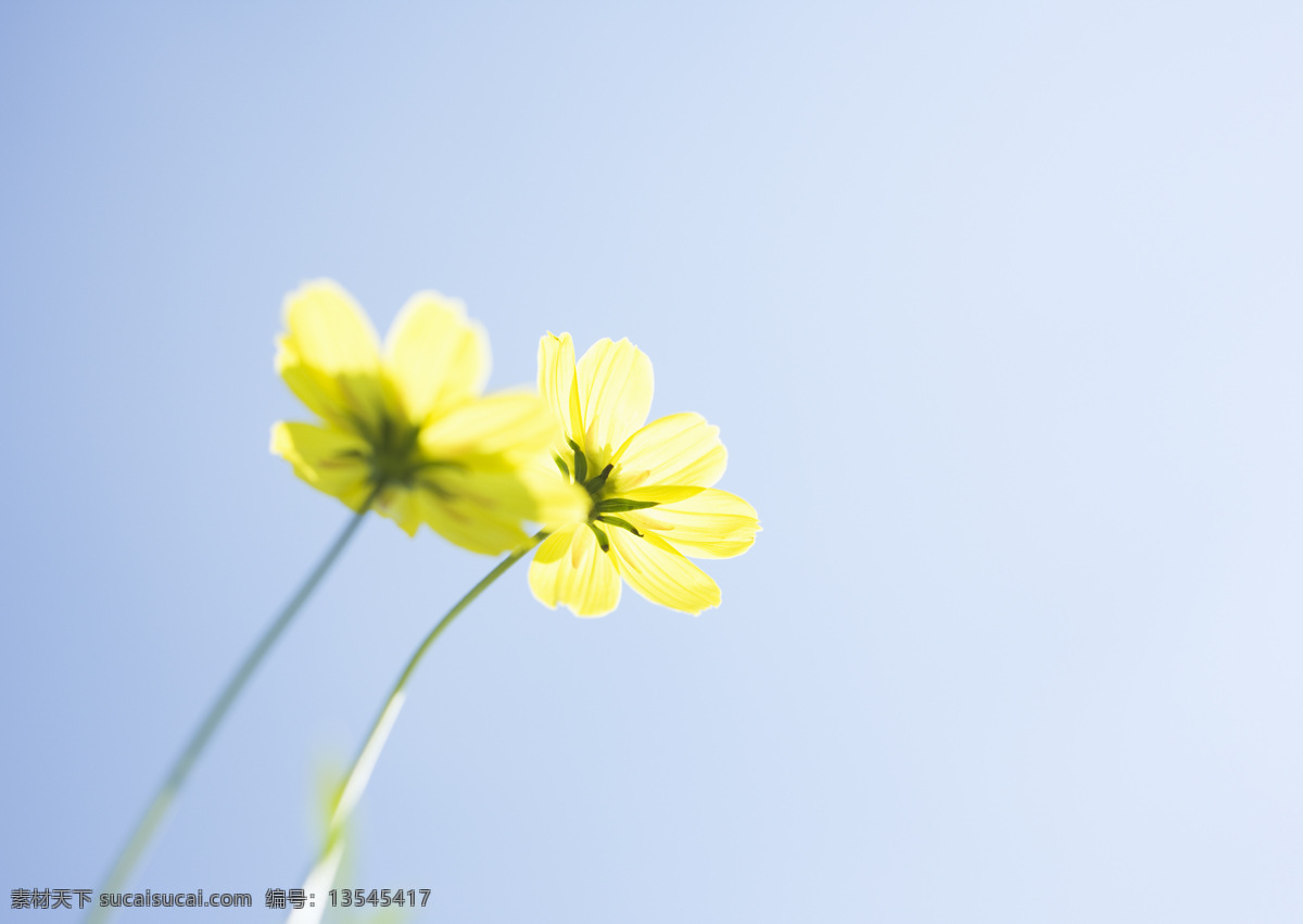 鲜花 背景 素材图片 春天 野花 花朵 绿色 黄色 天空 蓝色 清新 清爽 鲜花背景 梦幻背景 背景素材 美丽风景 摄影图 高清图片 花草树木 生物世界