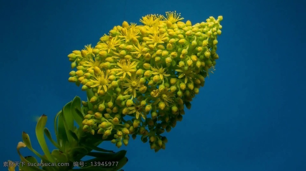 视频背景 实拍视频 视频 视频素材 视频模版 黄色 花卉 花卉视频