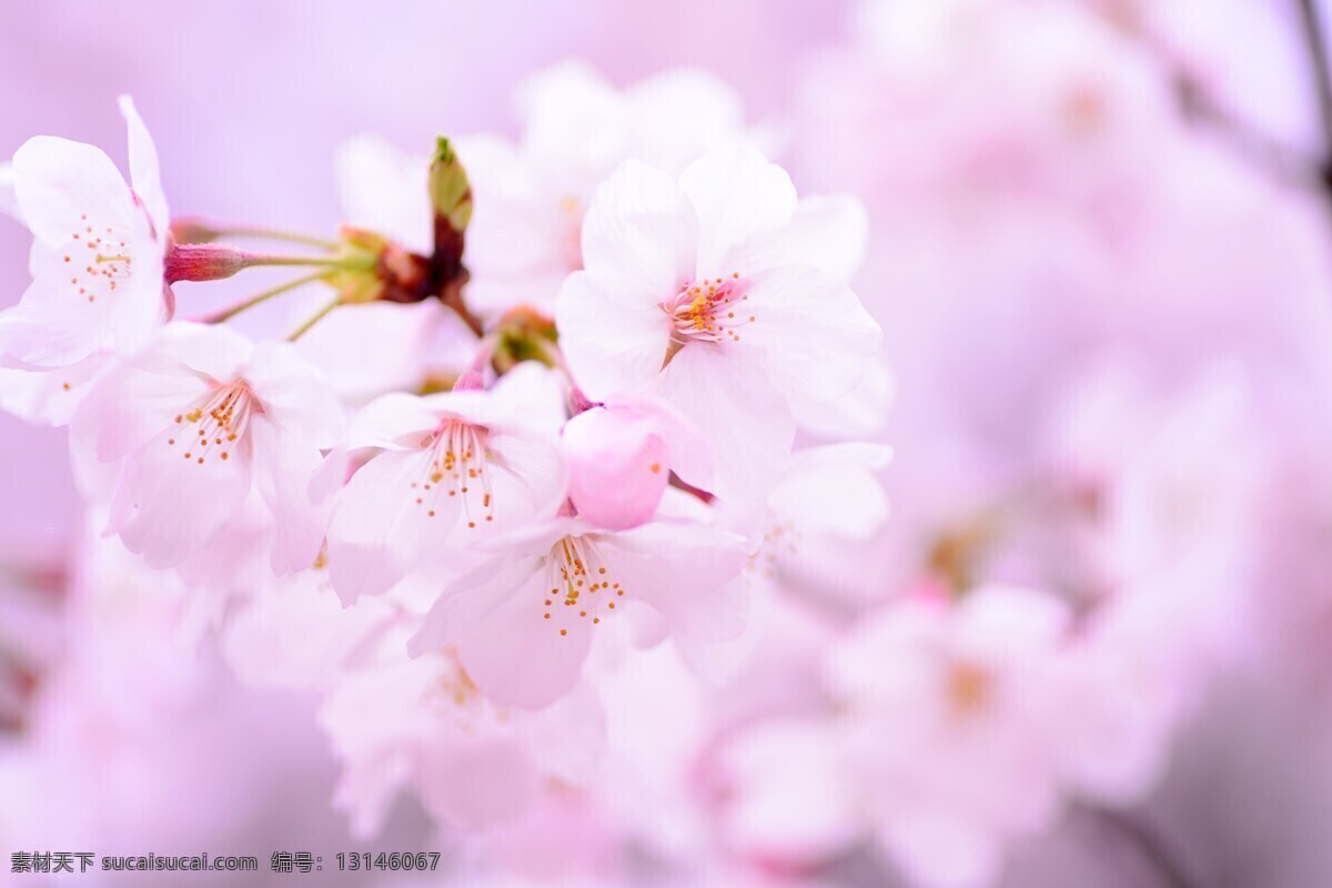 唯美 粉色 樱花 粉色花朵 粉嫩 粉色樱花 春天花朵 鲜花