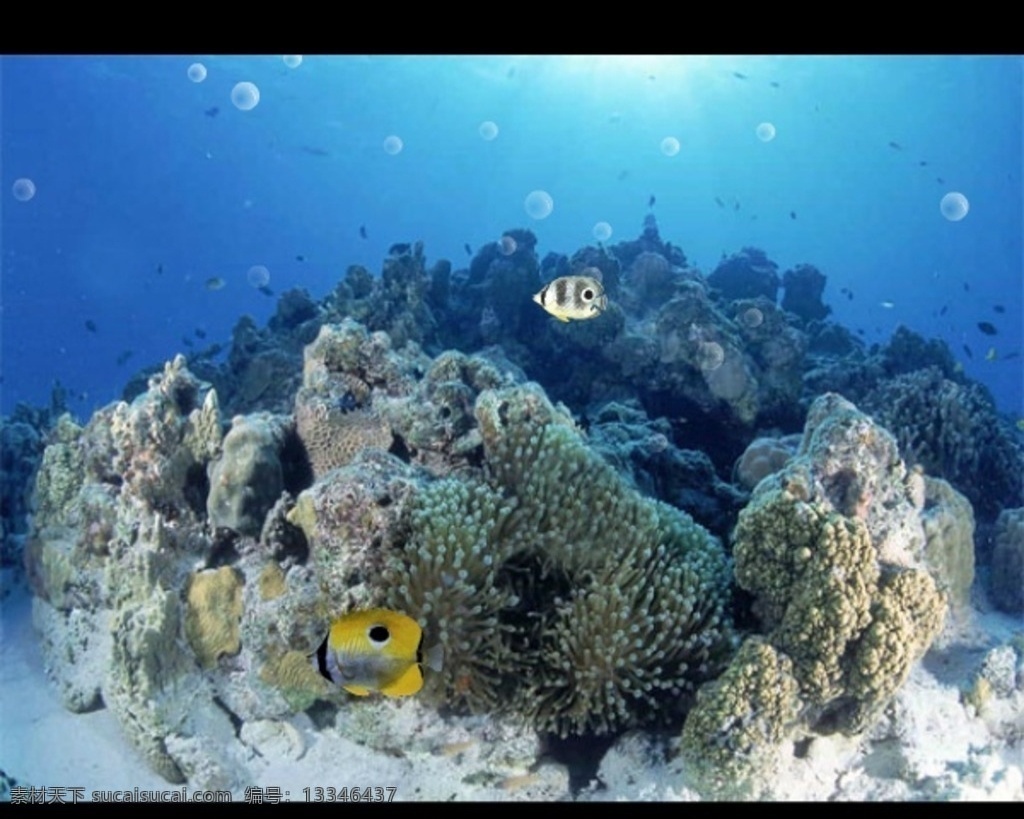 游动的鱼 海底 珊瑚礁 海鱼 气泡 动画 动画专辑 多媒体 flash 动画素材 swf