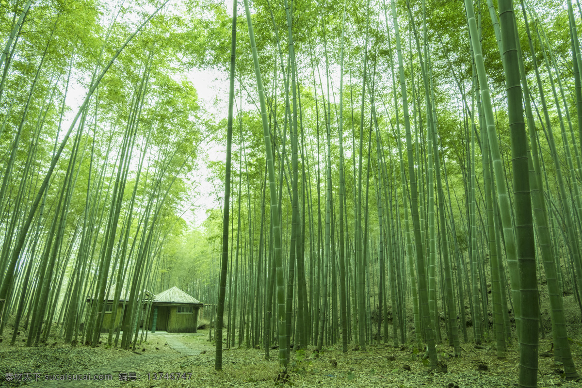 竹林竹林小屋 楠竹之乡 竹 竹子 竹叶 楠竹林 楠竹 毛竹 南竹 江南竹 茅竹 毛竹林 竹子特写 近景竹子 竹海 竹子竹林 生物世界 树木树叶