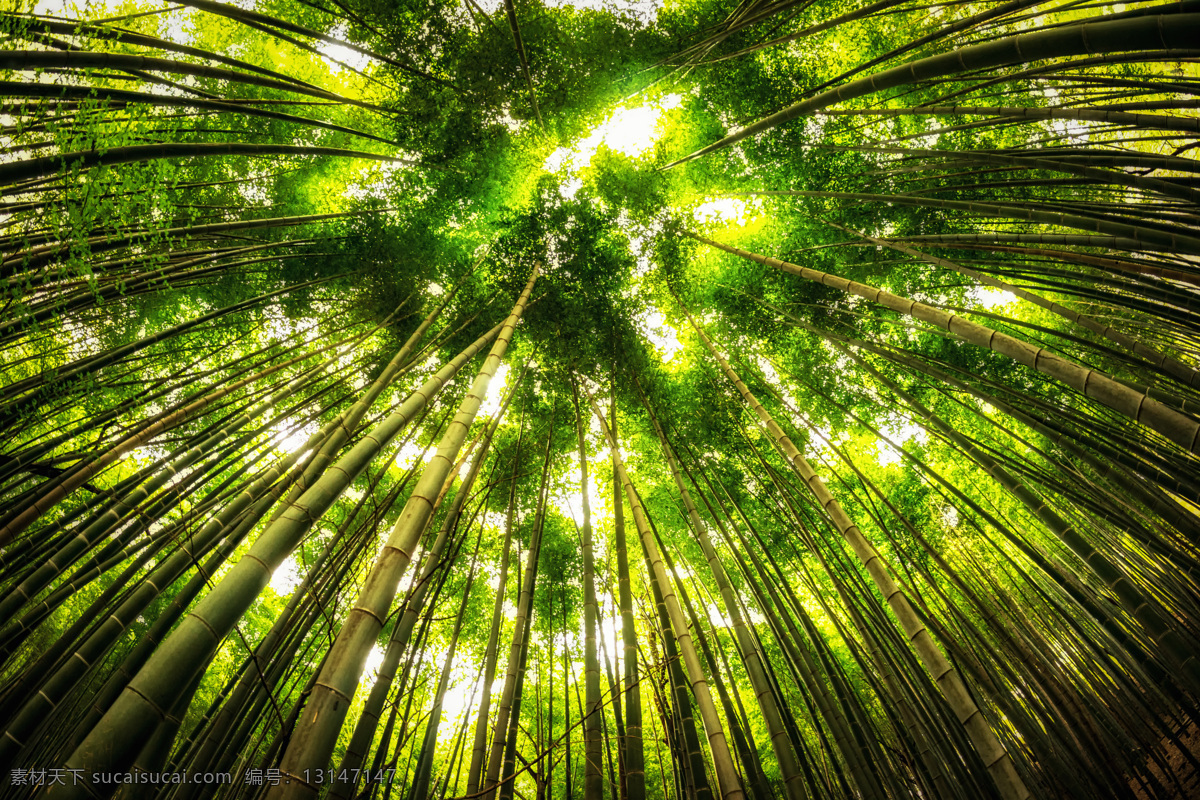 透过 阳光 竹子 树木 树林 竹林 自然风景 自然景观 黑色