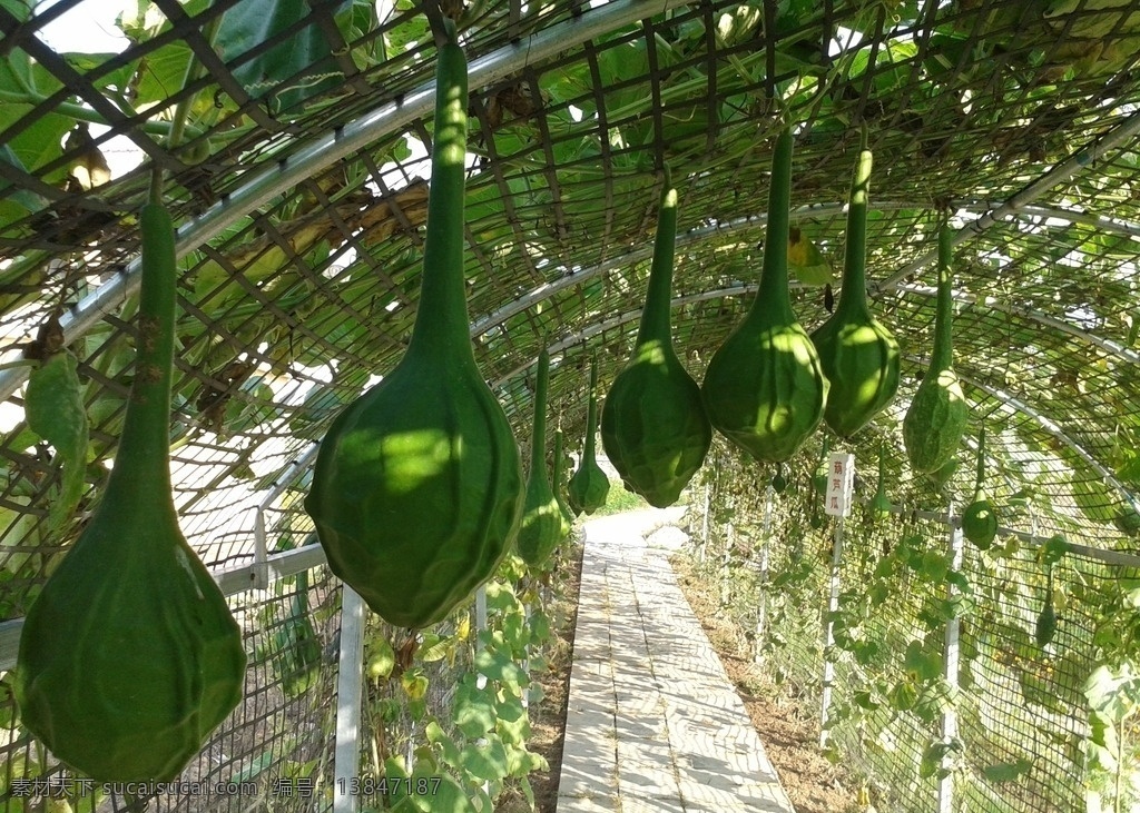 鹤首葫芦 葫芦 观赏瓜果 奇异瓜果 瓜果长廊 自然景观 田园风光