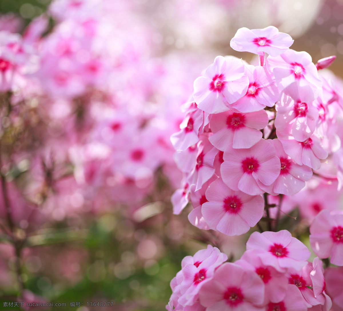 粉红色 花朵 粉红色花朵 美丽花朵 美丽鲜花 鲜花摄影 花卉 花草树木 生物世界