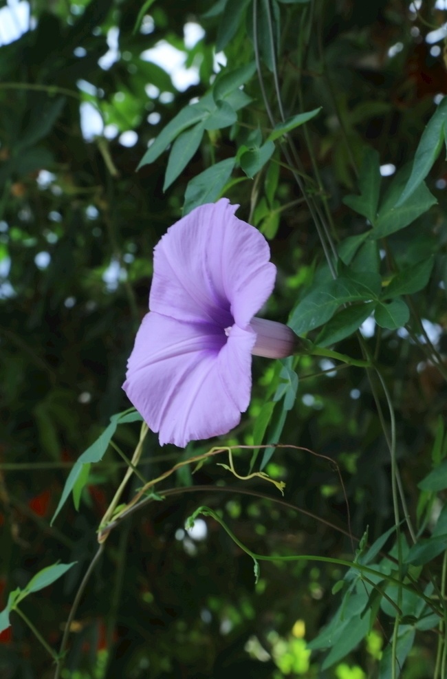 牵牛花图片 牵牛花 花骨朵 喇叭花 花 花卉 花朵 植物 绿色 社区风景 花卉大观园 生物世界 花草