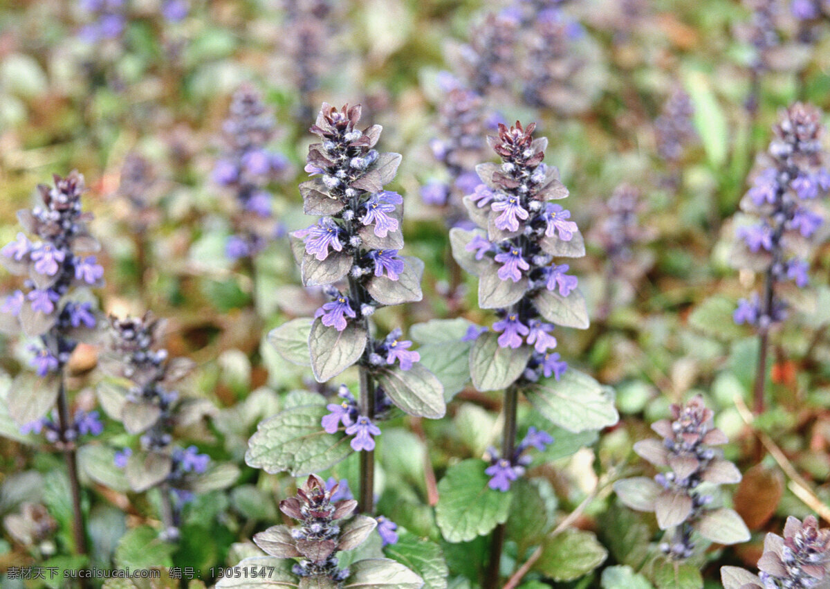 紫色 小花 花枝 紫色小花 鲜花特写 生物世界