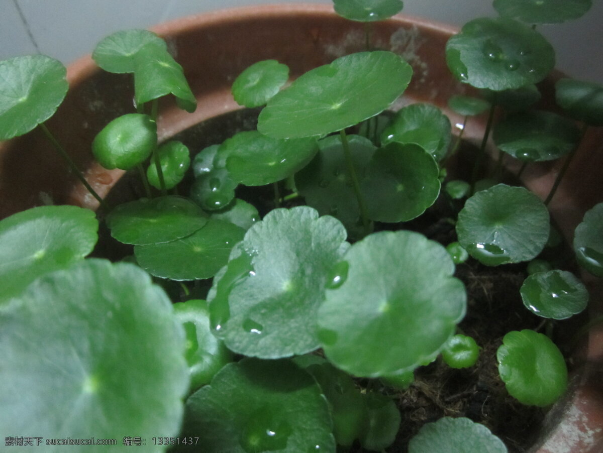 铜钱草 金钱草 对座草 铺地莲 一串钱 水滴 高清植物 大图 绿色 花草 生物世界