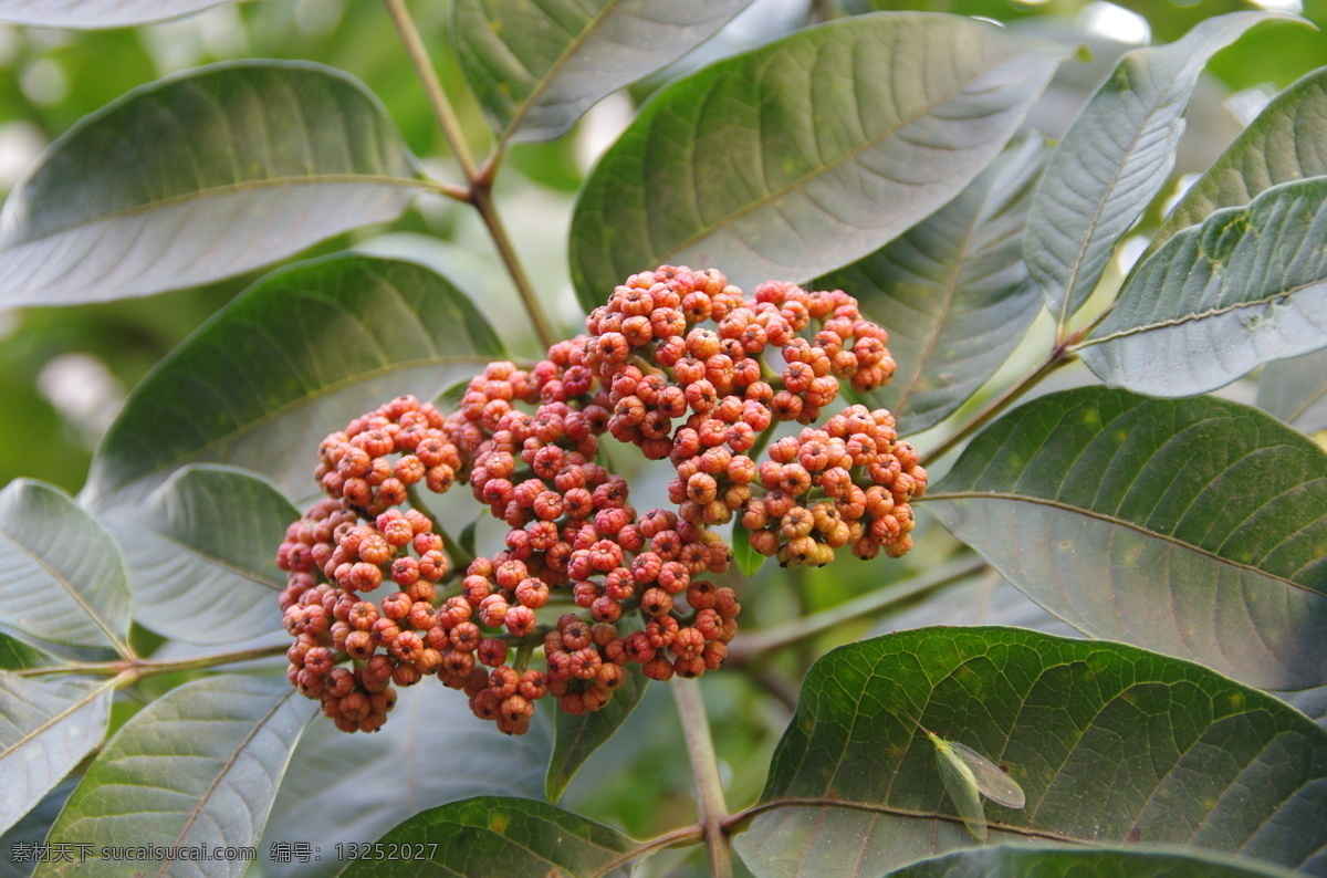 吴茱萸 中医 中药 草药 吴萸 茶辣 漆辣子 散寒止痛 降逆止呕 主温中 下气 止痛咳 逆寒热 除湿 血痹 逐风邪开腠理 植物药材 花草 生物世界