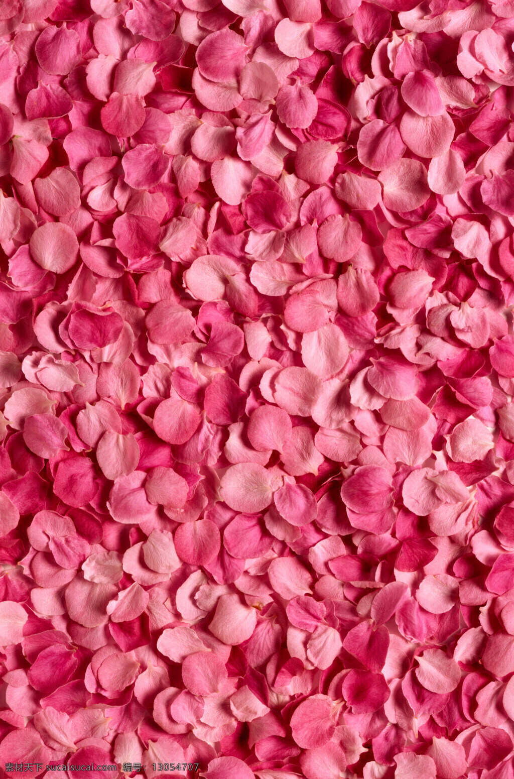粉红色 玫瑰 花瓣 背景 玫瑰花 花朵 精美图片 印刷适用