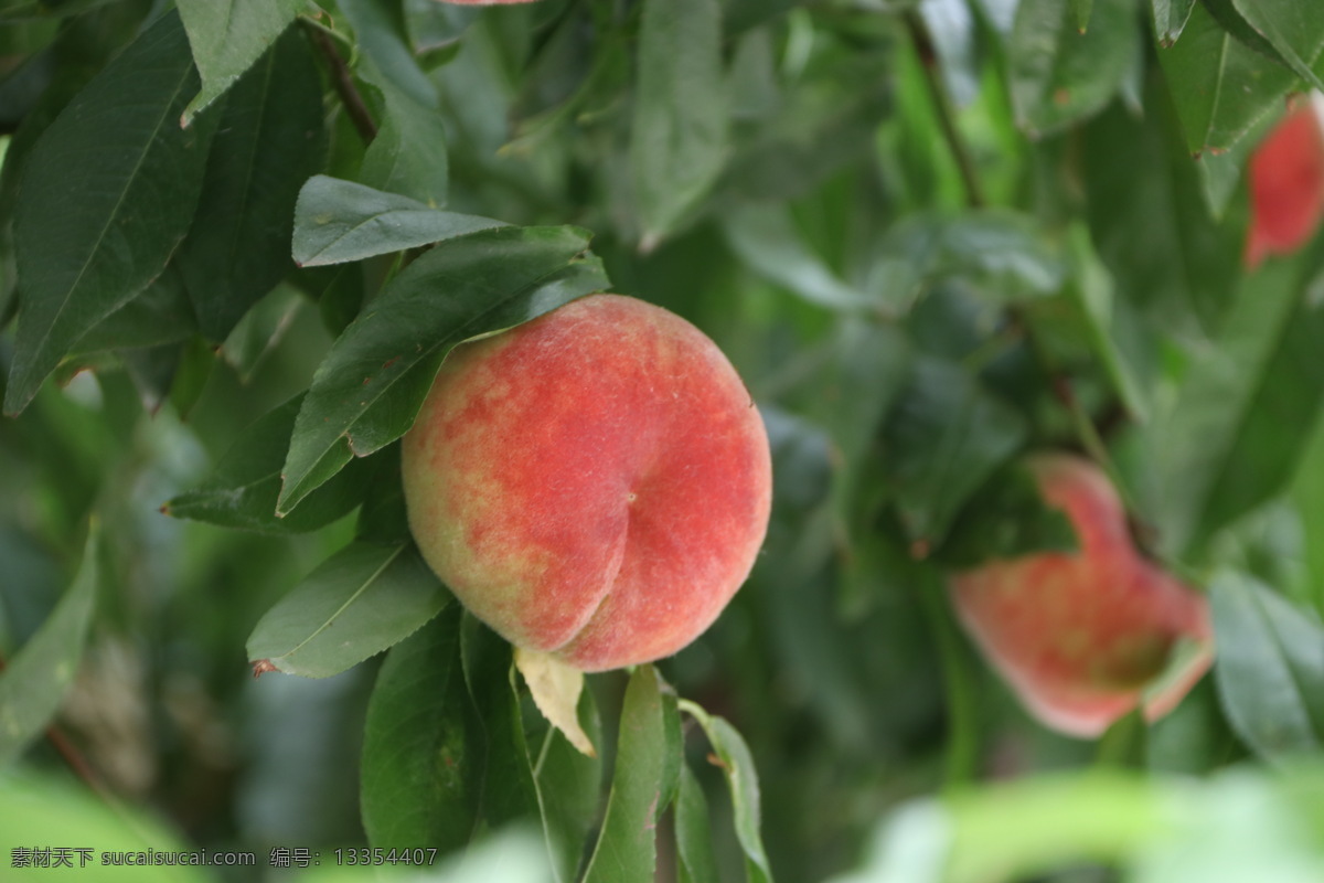 蟠桃树 桃树 桃子 红桃子 果树 生物世界 水果