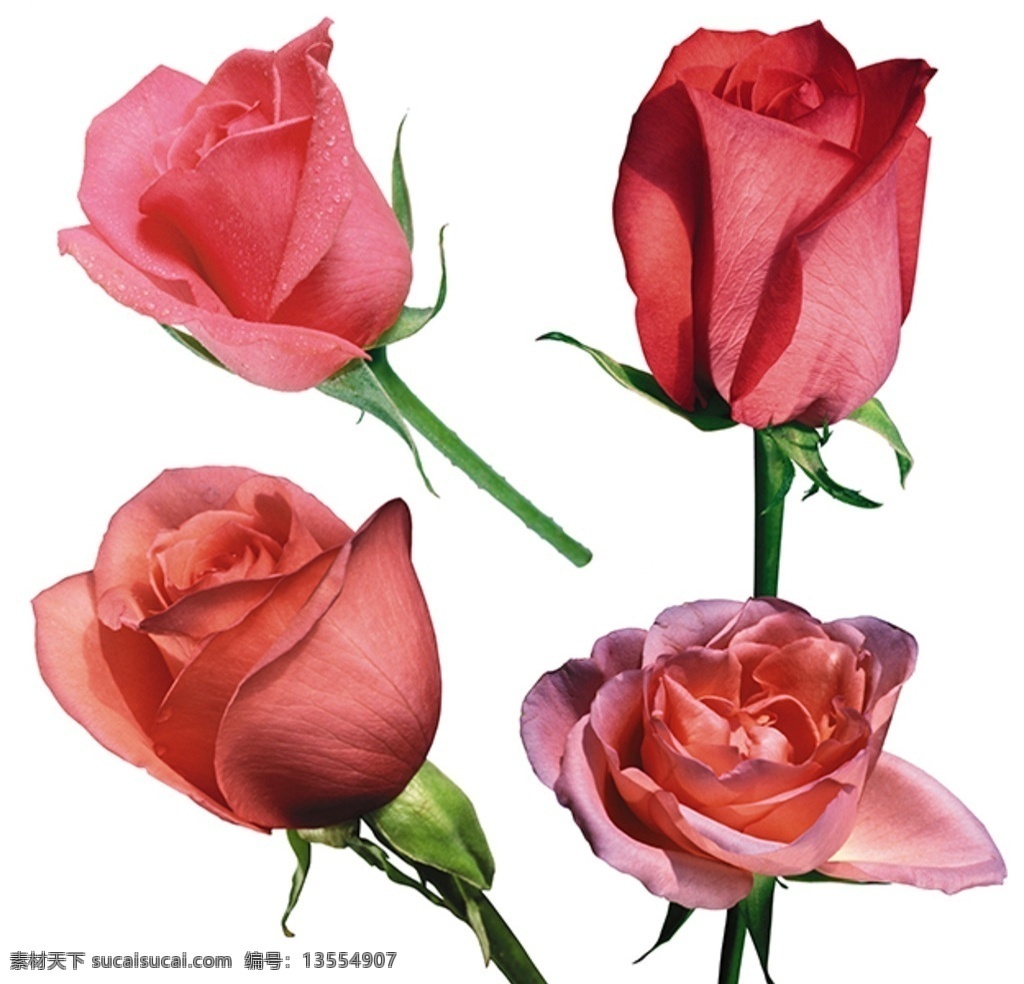 粉红玫瑰 玫瑰花素材 红玫瑰 玫瑰特写 玫瑰花蕾 花卉植物 分层