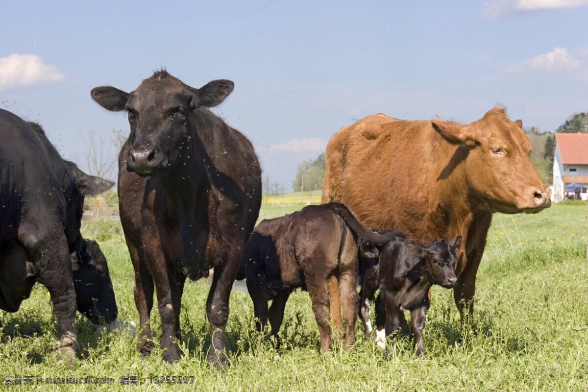 草原 上 牛群 牧场 牛 动物世界 摄影图 陆地动物 生物世界