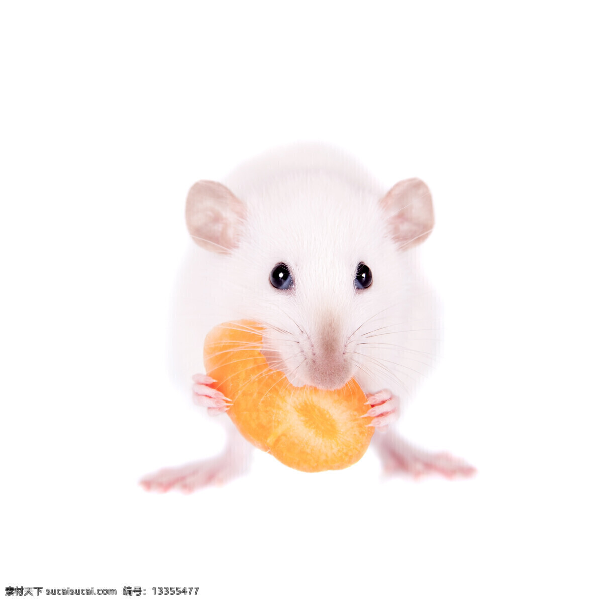 唯美 动物 野生 老鼠 鼠 小白鼠 生物世界 其他生物