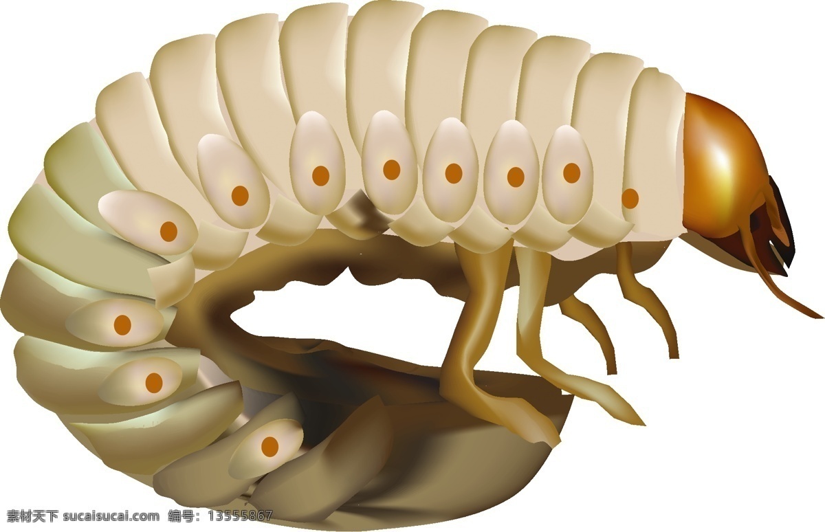 矢量 农业 害虫 蛴螬 农业害虫 矢量农业害虫 昆虫 生物世界