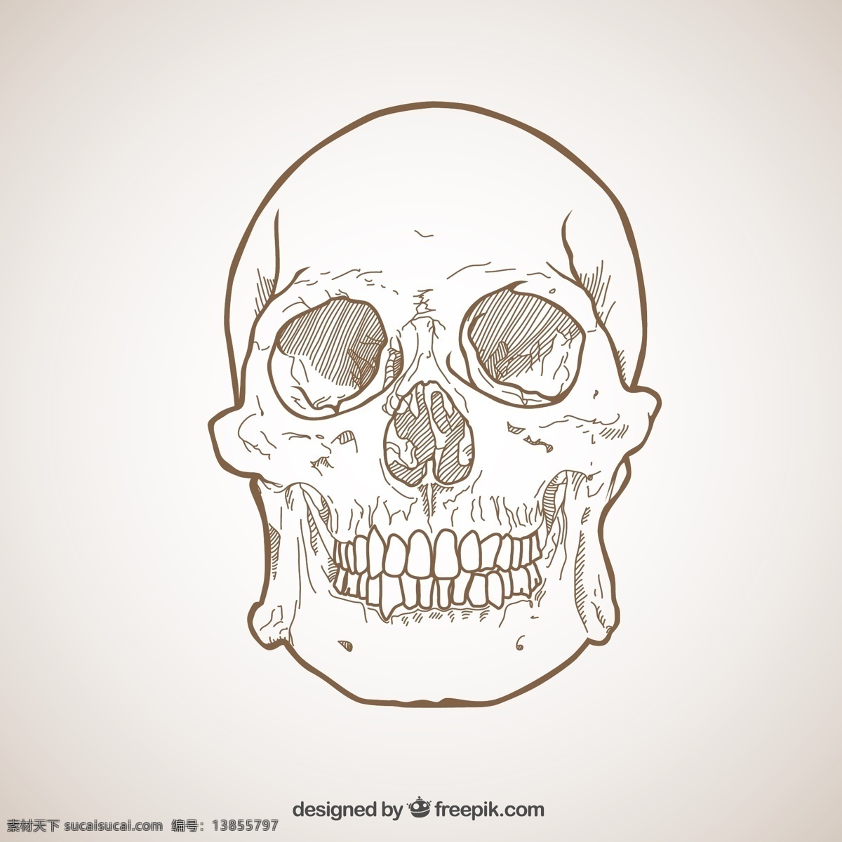 粗略的头骨 一方面 万圣节 头骨 手绘 人力 医学 绘画 头 插图 骨架 死亡 解剖 得出 骨头 粗略 恐慌 白色