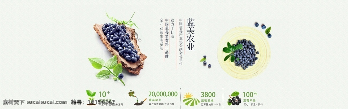淘宝蓝莓海报 淘宝海报 京东海报 蓝莓海报 绿色 蓝莓果干 蓝莓鲜果 清爽背景 白色