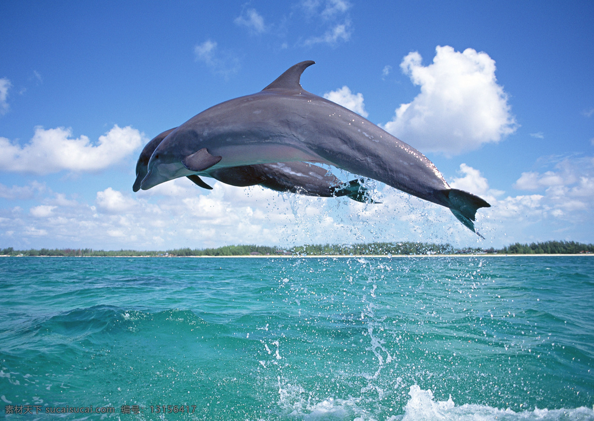 海洋动物 鲸 鱼 海洋生物 青色 天蓝色