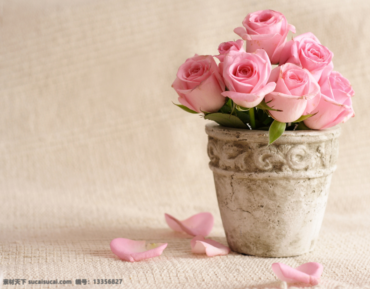 玫瑰花 花瓣 背景 花朵 美丽鲜花 粉红玫瑰 婚礼素材 婚庆素材 情人节背景 花草树木 生物世界