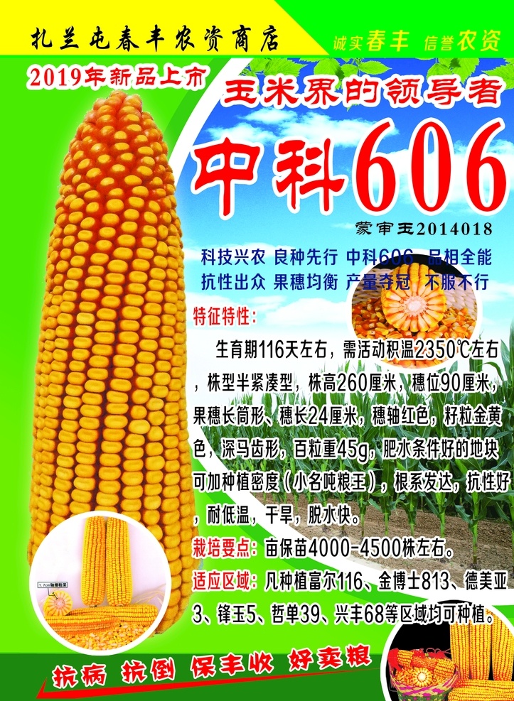中科606 中科玉米 中科单页 玉米 苞米
