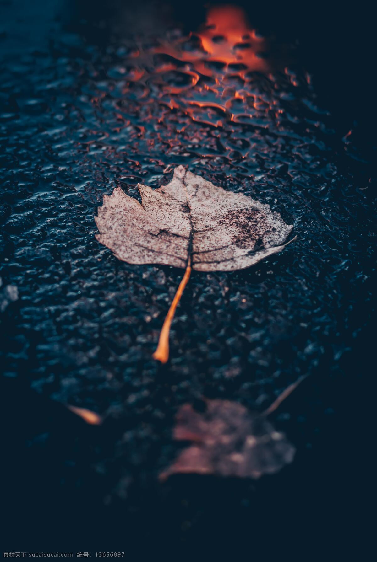 雨中叶 叶子 叶 落叶 水珠 阴霾 阴天 天 雨 下雨 阴天快乐 下雨快乐 雨水 天气 心情 雨天 雨珠 唯美 浪漫 文艺 清新 自然景观