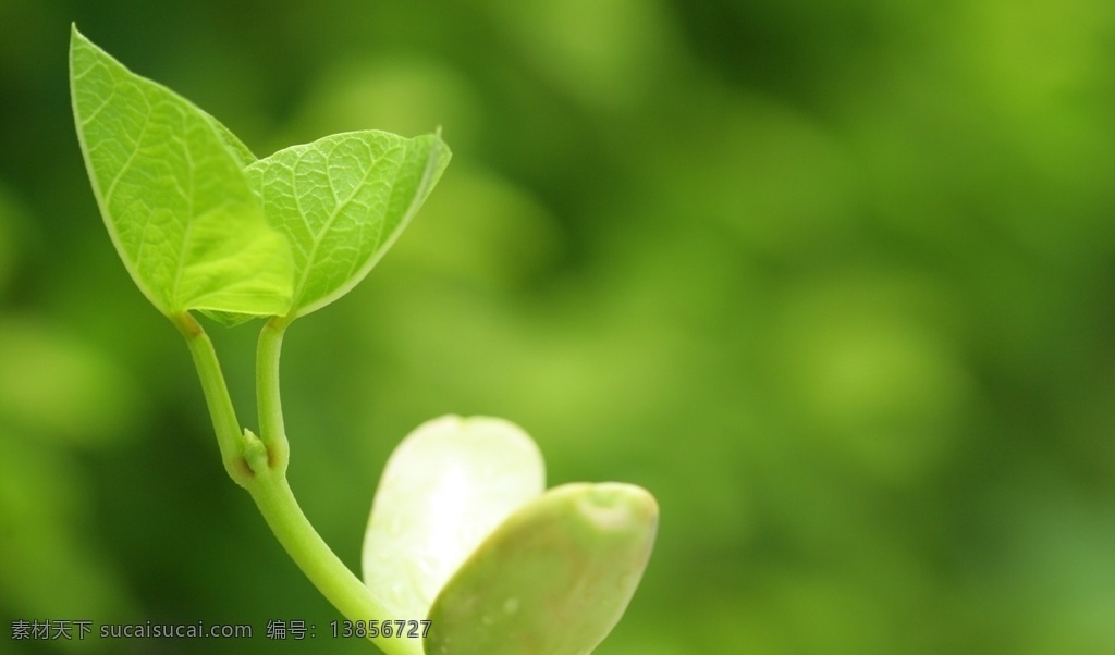 发芽 树叶 小清新 小清新植物 新叶 叶子 天空 春天 夏季 新芽 自然风景 植物 野草 山间植物 树枝 小草 生物世界 绿色 护眼 壁纸 护眼壁纸 花草 叶子背景 植物背景 绿叶 植物墙 绿植 自然景观