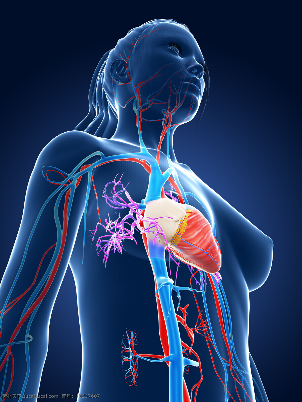 血管 心脏 器官 血管器官 心脏器官 女性人体器官 医学图片 医疗护理 现代科技