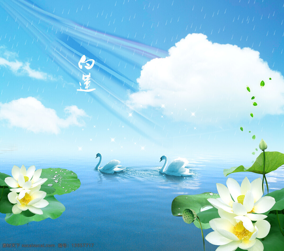 天鹅湖 背景墙 湖 蓝天 莲花 天鹅 背景图片