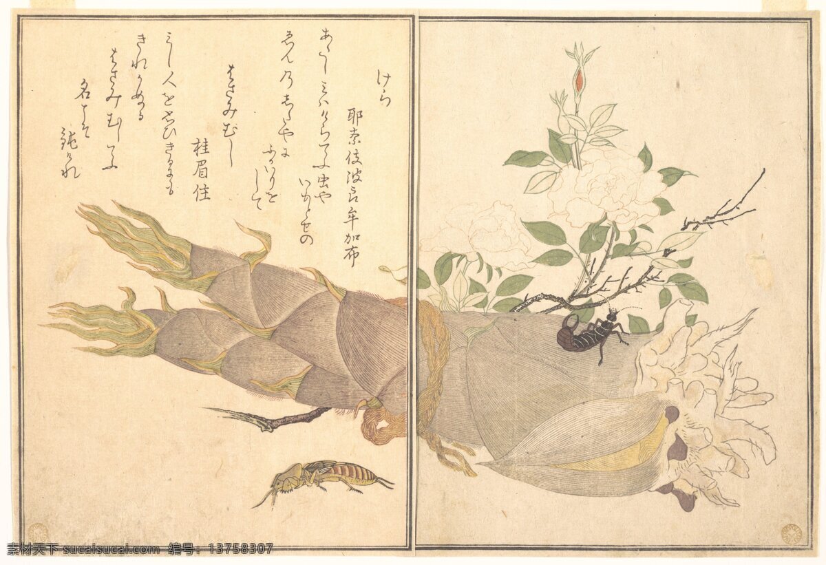 日本 绘画 版画 传统 浮世绘 绘画书法 昆虫 笋 日本绘画 木版画 竹笋 美术馆藏品 文化艺术 生物世界